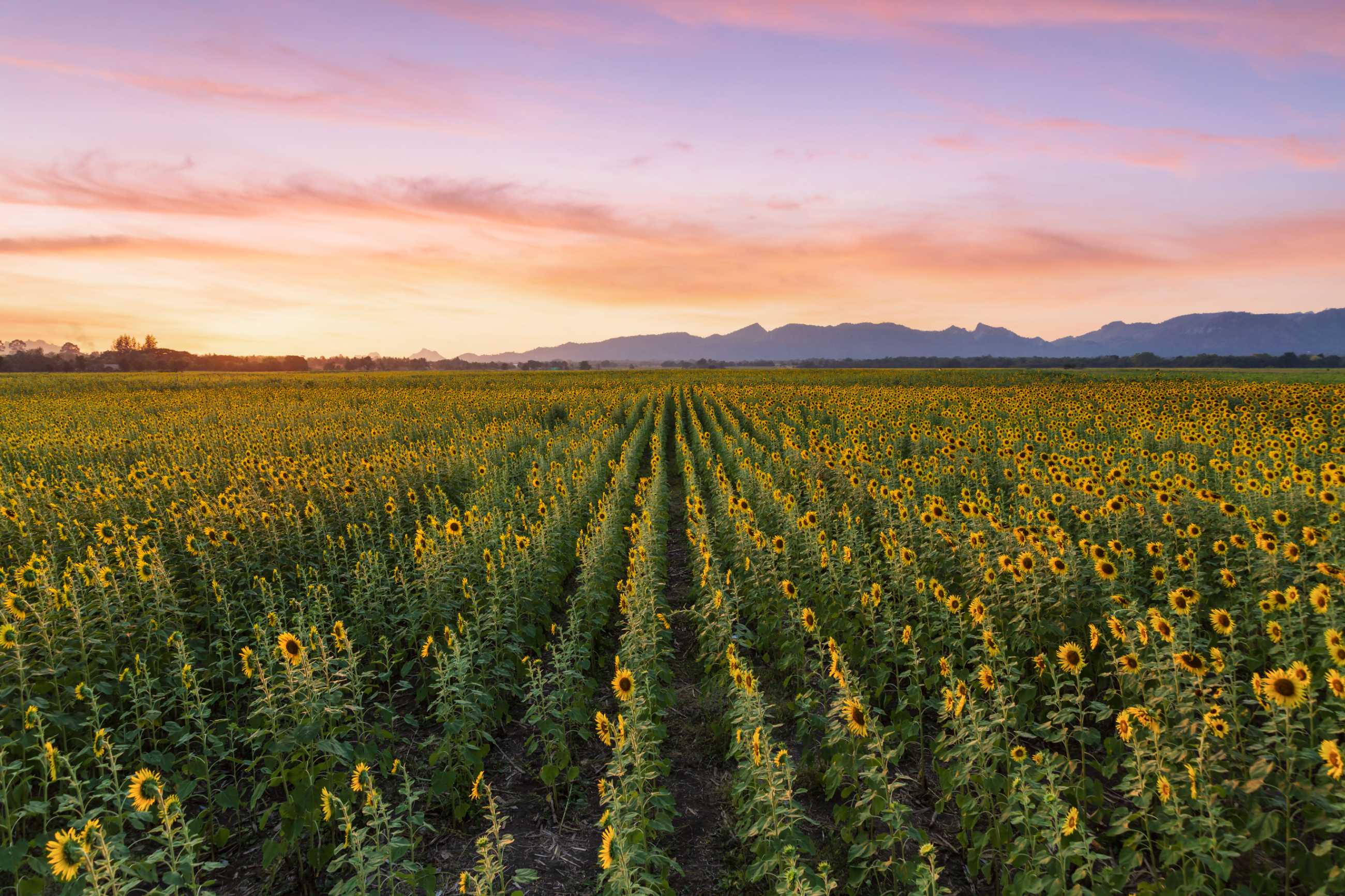 beautiful-sunflowers-spring-field-plant-sunflower-khao-chin-lae-sunflower-field-.jpg