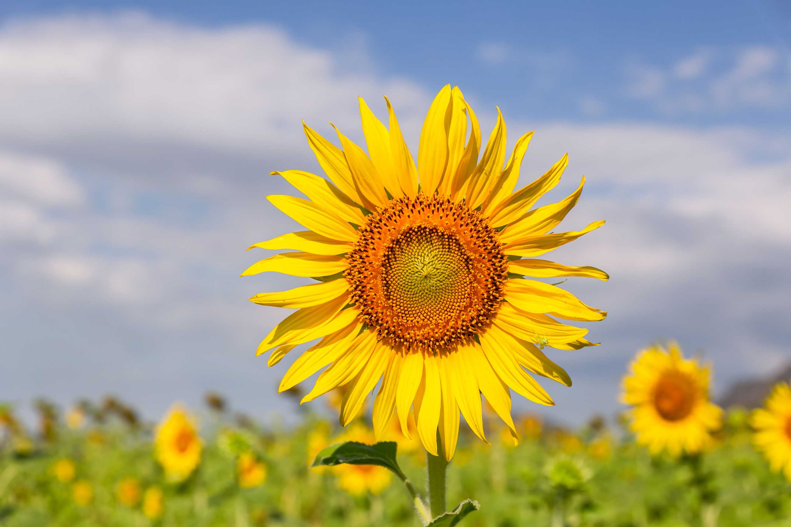 beautiful-sunflowers-spring-field-lopburi-province-thailand (1)_jadtrip.com.jpg