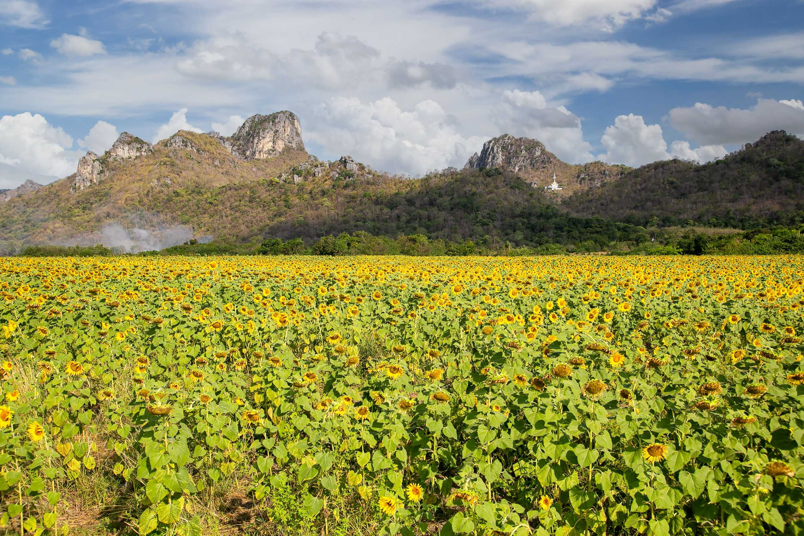 beautiful-sunflowers-spring-field-plant-sunflower-lopburi-province-thailand_jadt.jpg