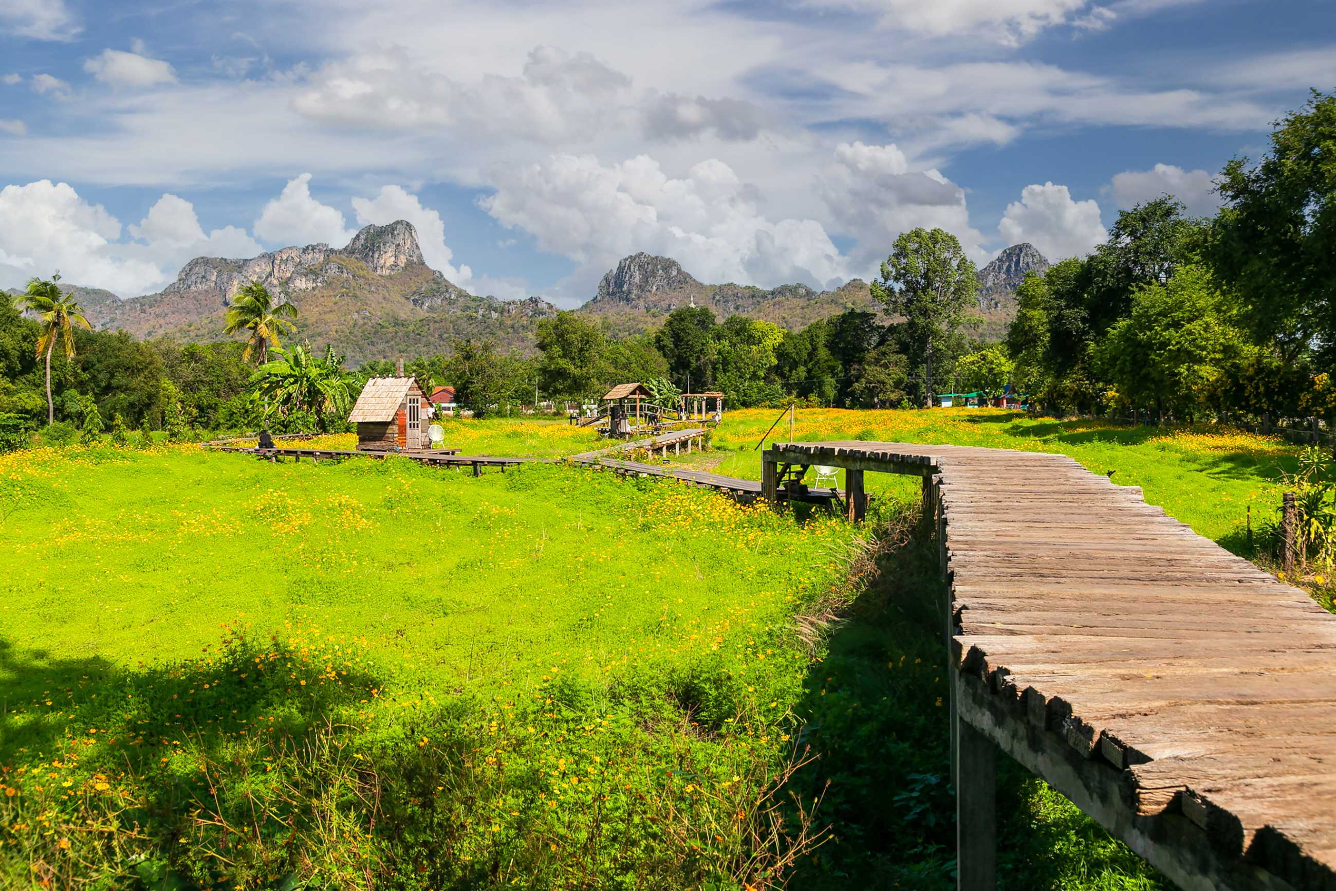 beautiful-sunflowers-spring-field-lopburi-province-thailand_jadtrip.com.jpg