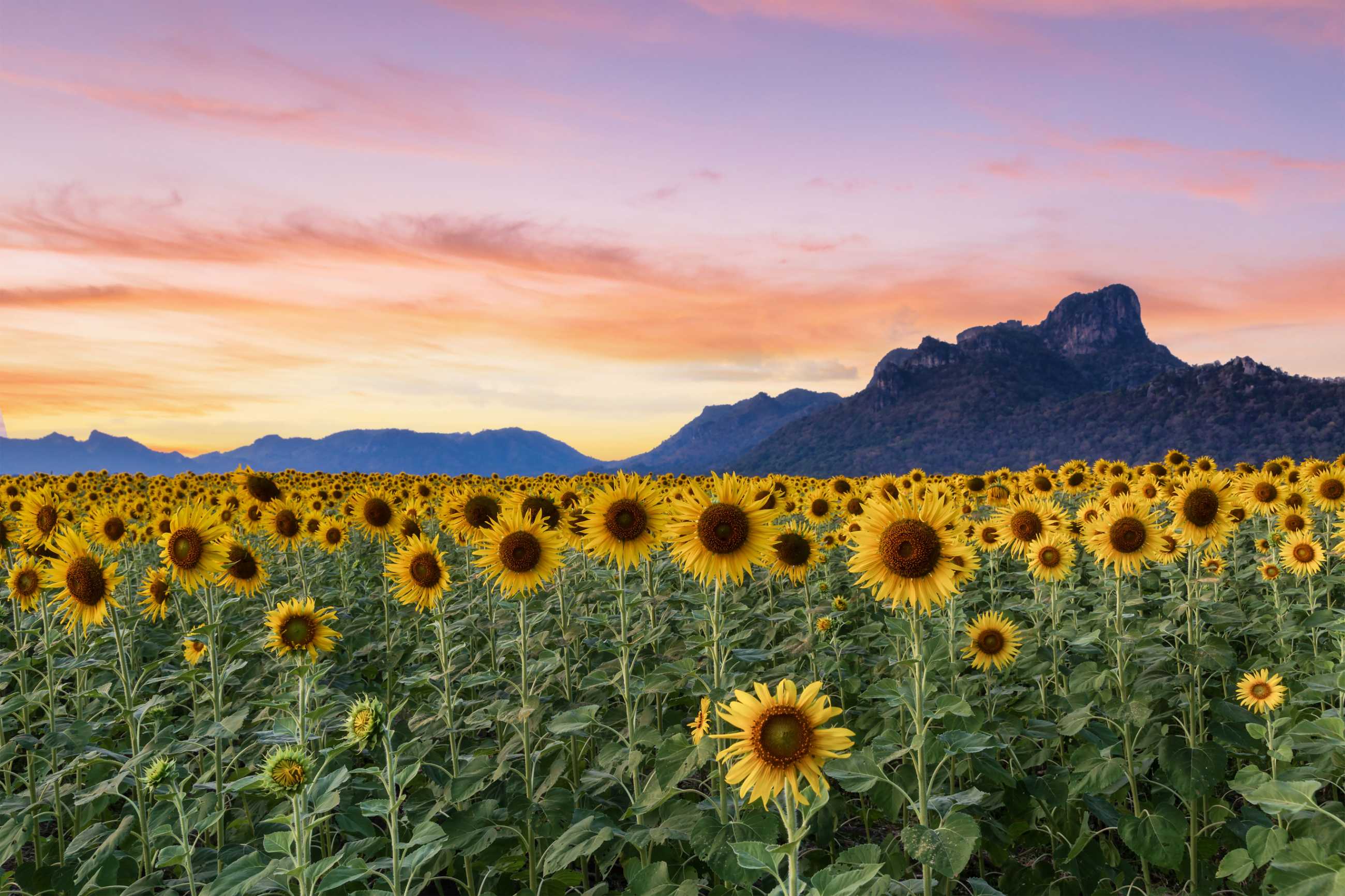 beautiful-sunflowers-spring-field-plant-sunflower-is-wideness-plant-khao-chin-la.jpg