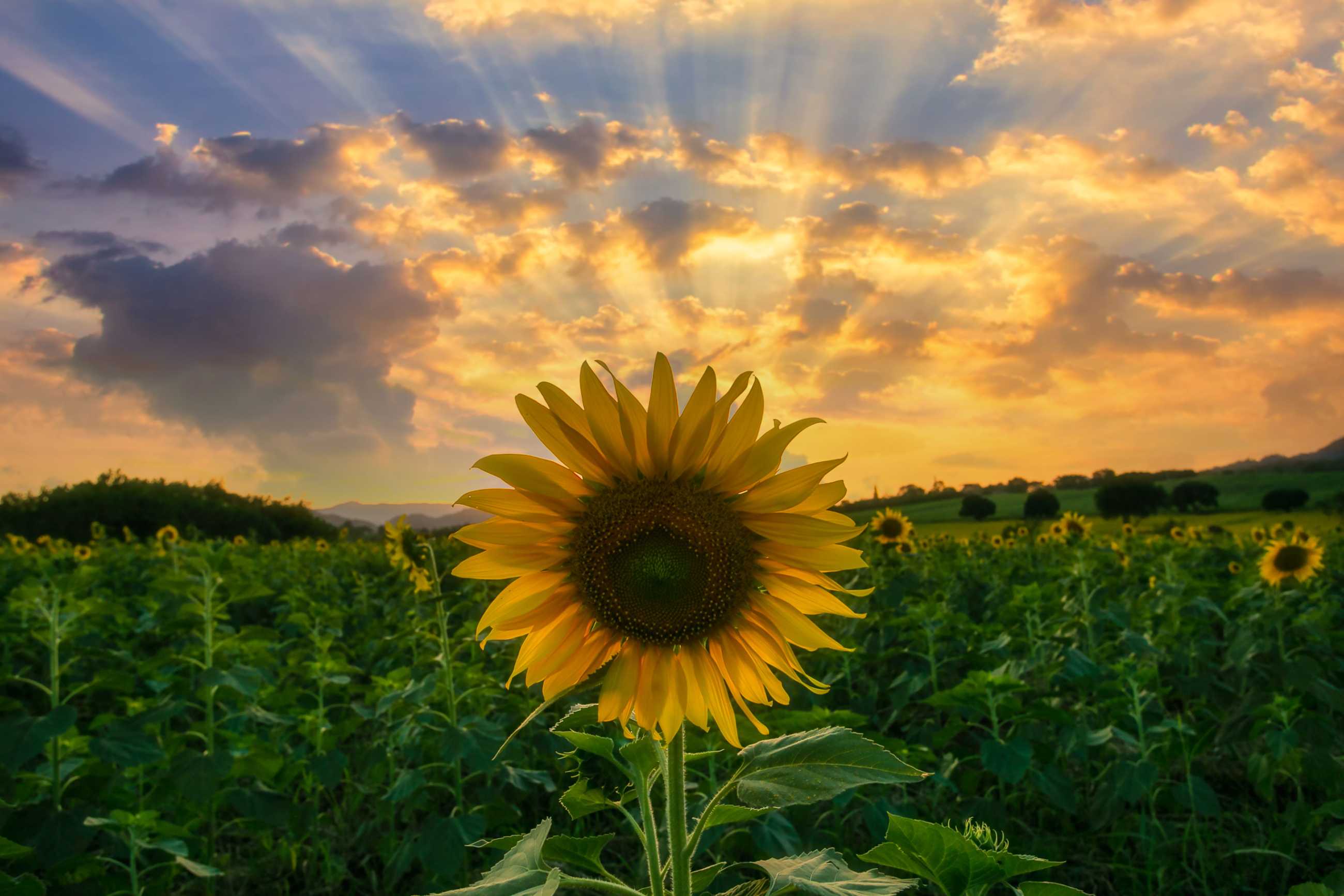 beautiful-sunflowers-spring-field-lopburi-province-thailand (2)_jadtrip.com.jpg