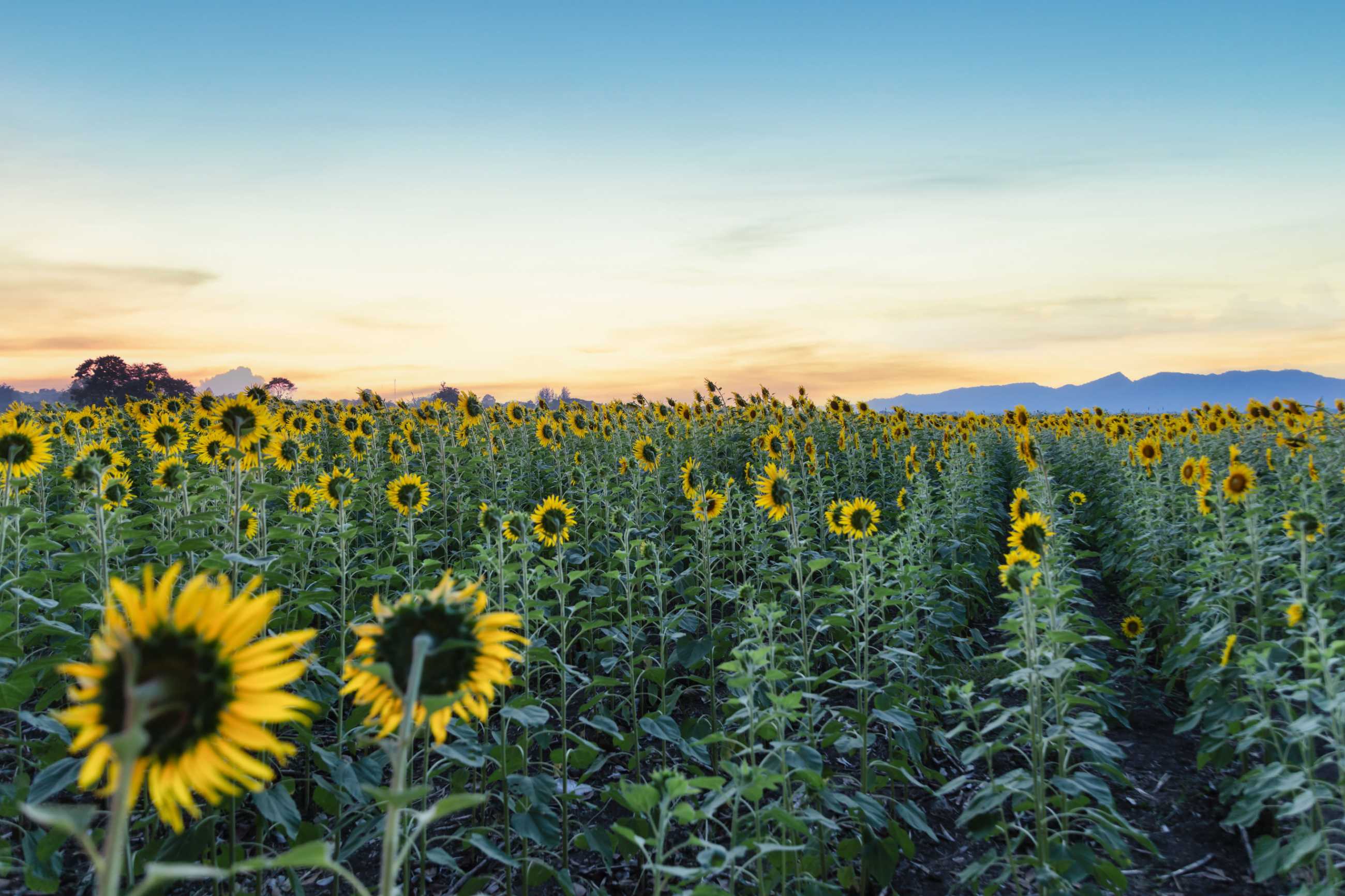 beautiful-sunflowers-spring-field-plant-sunflower-khao-chin-lae-sunflower-field-.jpg