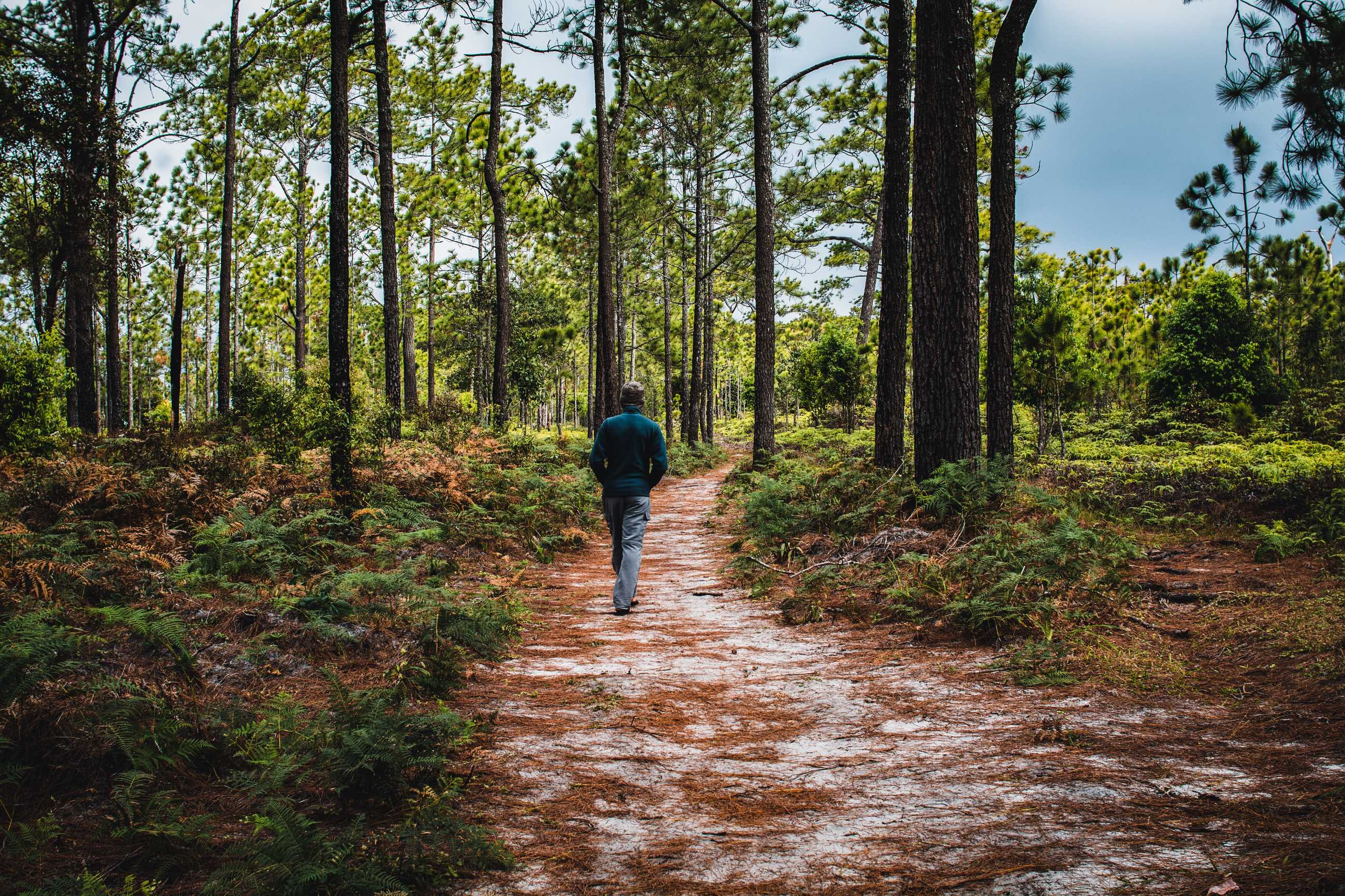 man-walking-path-pine-forest-phu-kradueng-national-park-thailand_jadtrip.jpg