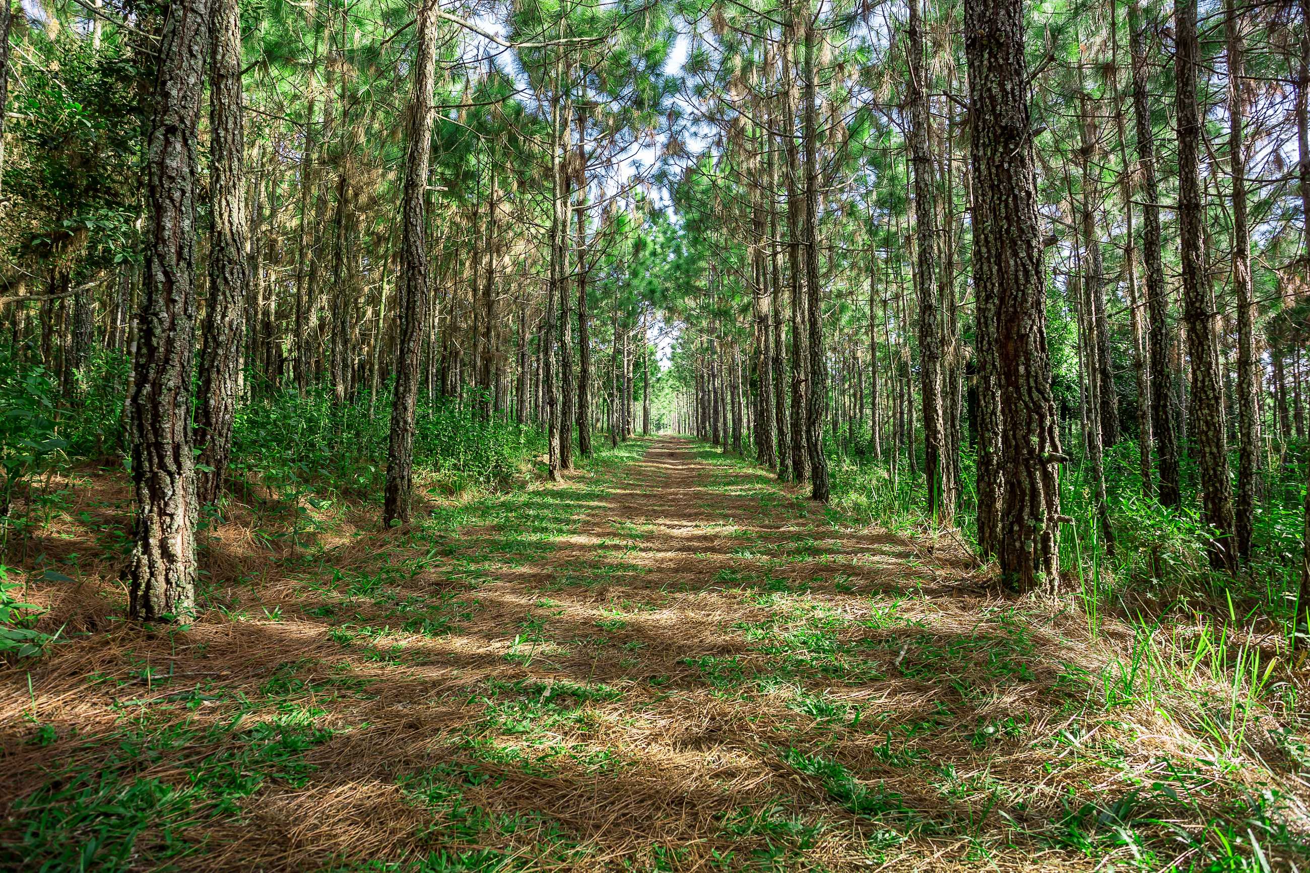 pine-forest-summer-phu-kradueng-national-park-thailand_jadtrip.jpg