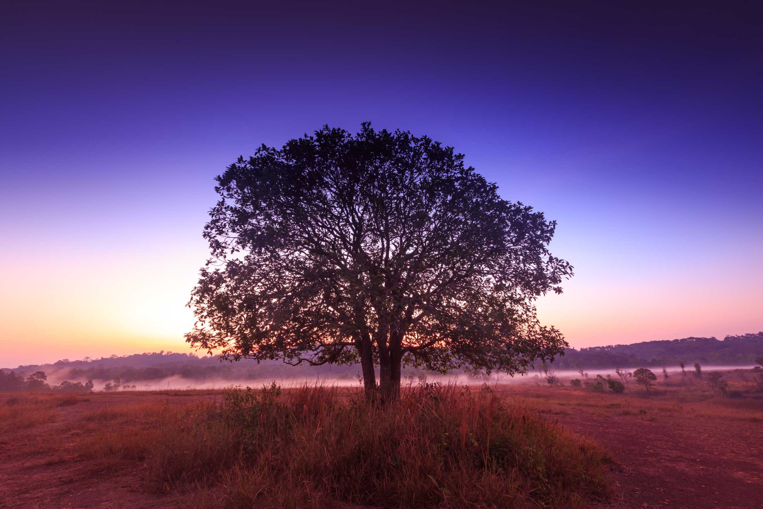 alone-thee-field-thung-kamang-nature-park-chaiyaphum-thailand_jadtrip.jpg