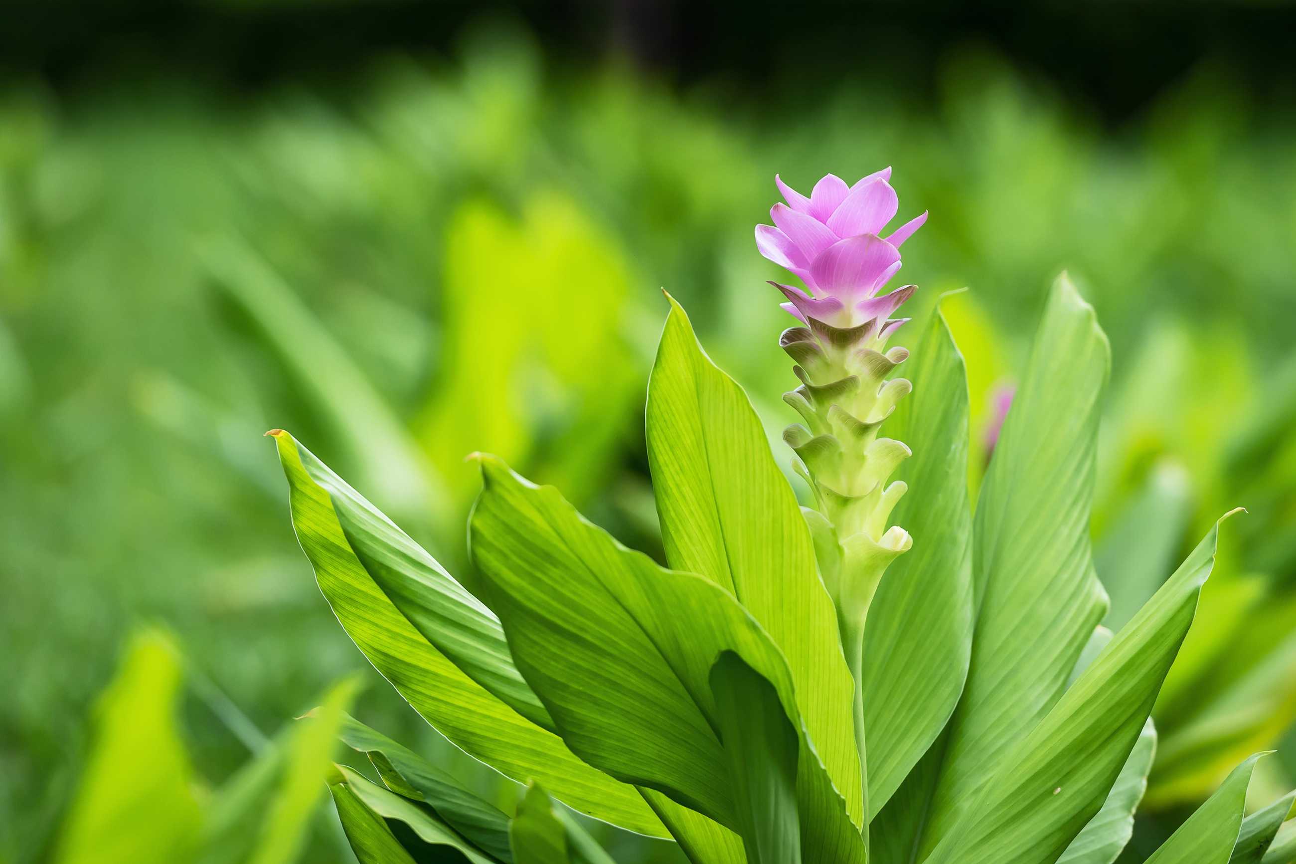 siam-tulips-krachiew-flowers_jadtrip.jpg