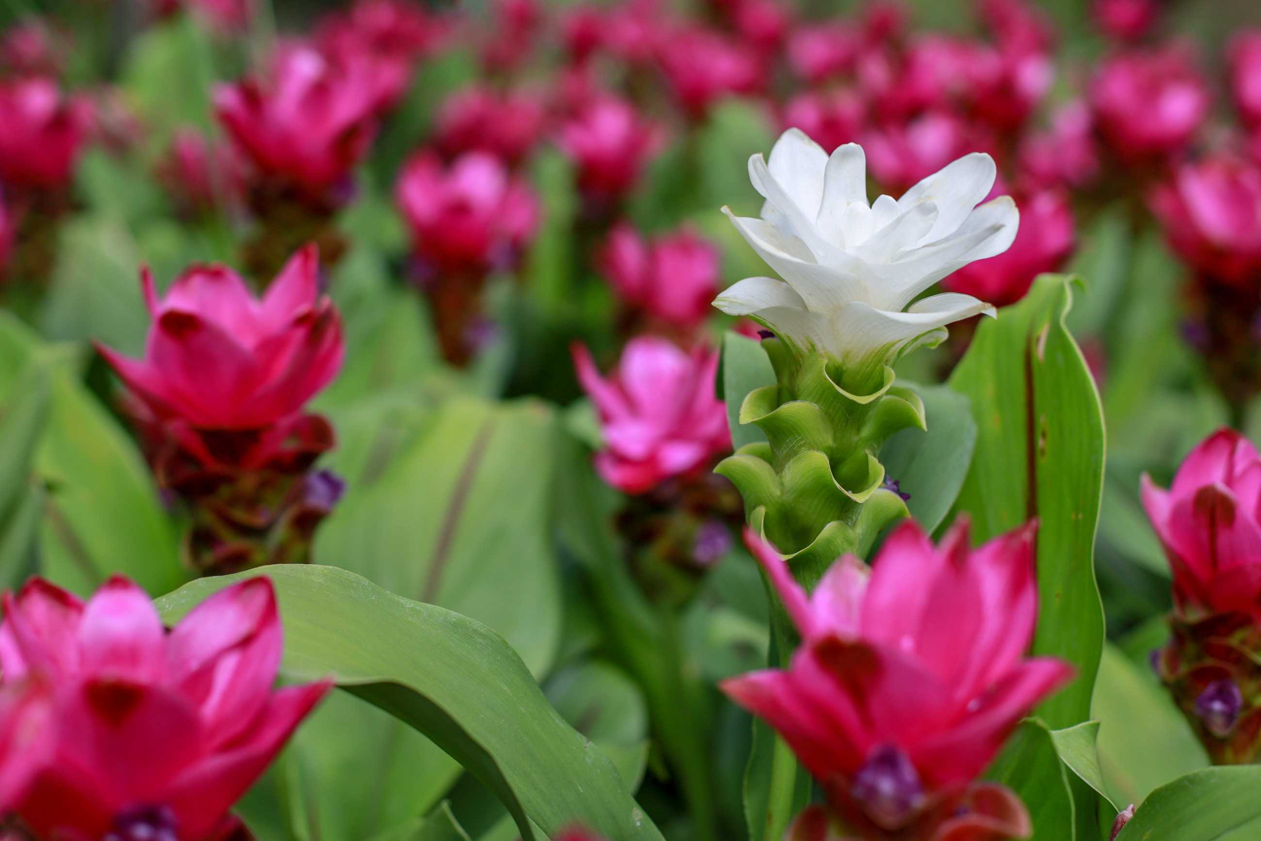 close-up-white-krachiew-flowers-pink-flower-background-nature_jadtrip.jpg