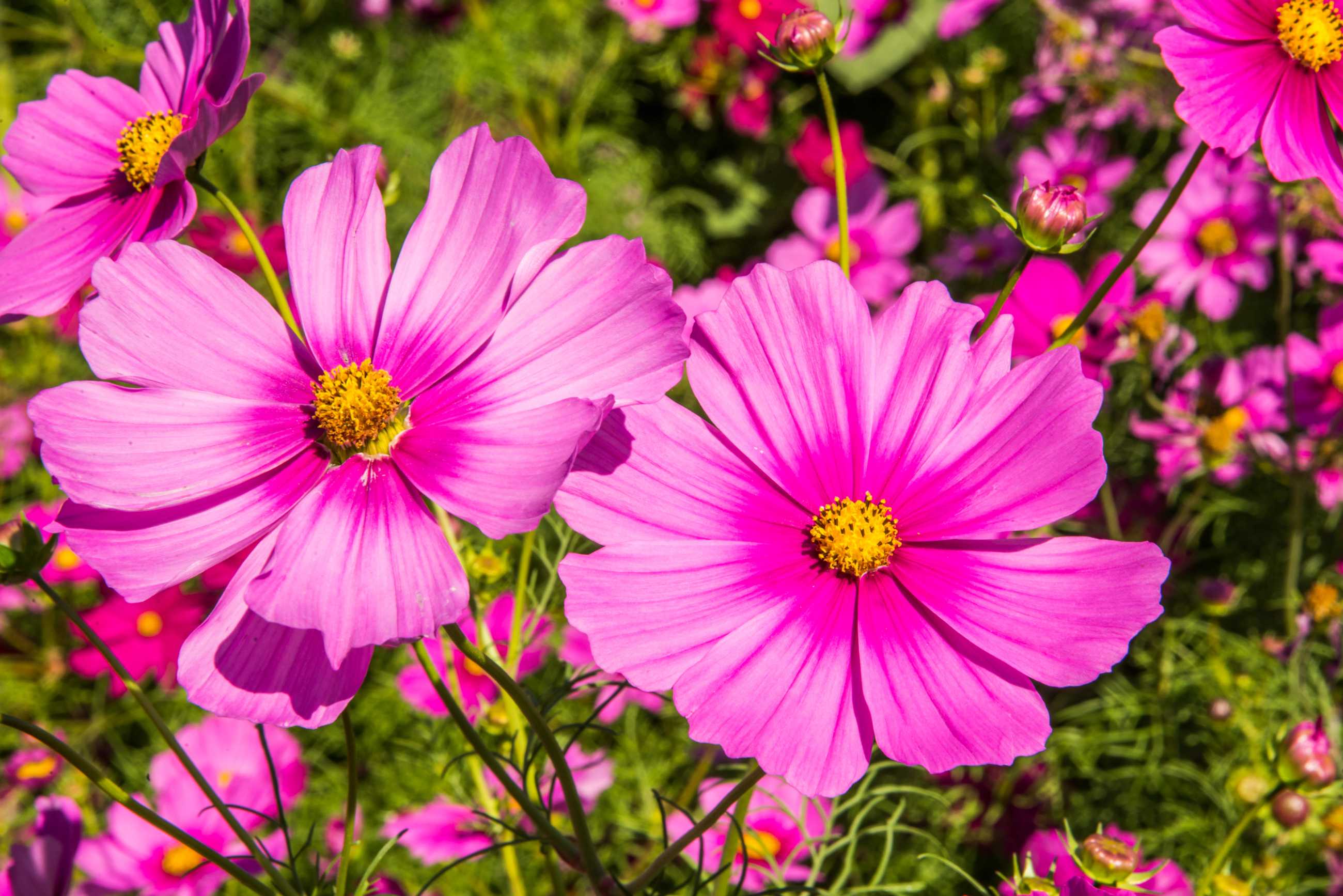 cosmos-flowers-are-beautiful-bloom-wang-nam-khiao-nakhon-ratchasima-thailand_jadtrip.jpg