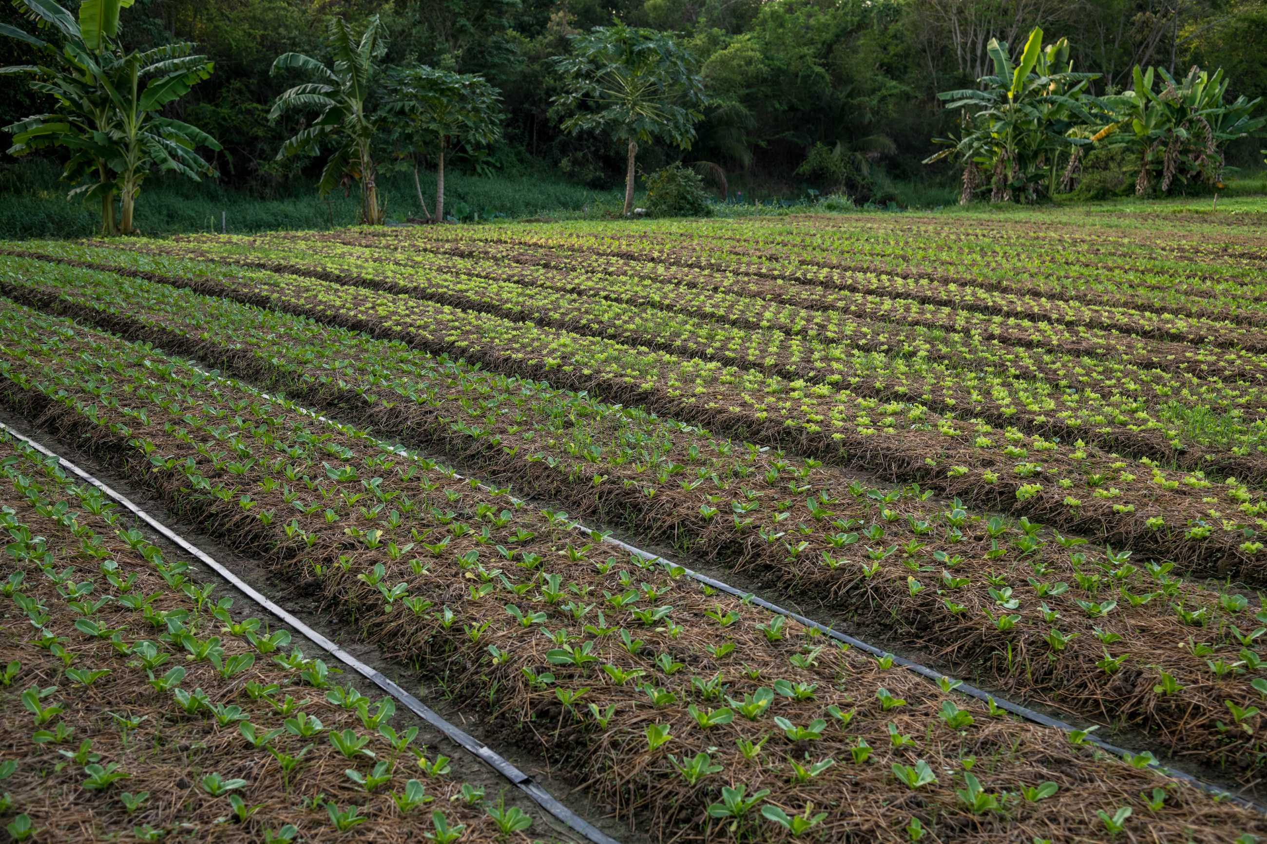 lettuce-growing-ground-vegetable-garden-wang-nam-khiao-nakhon-ratchasima-thailan.jpg